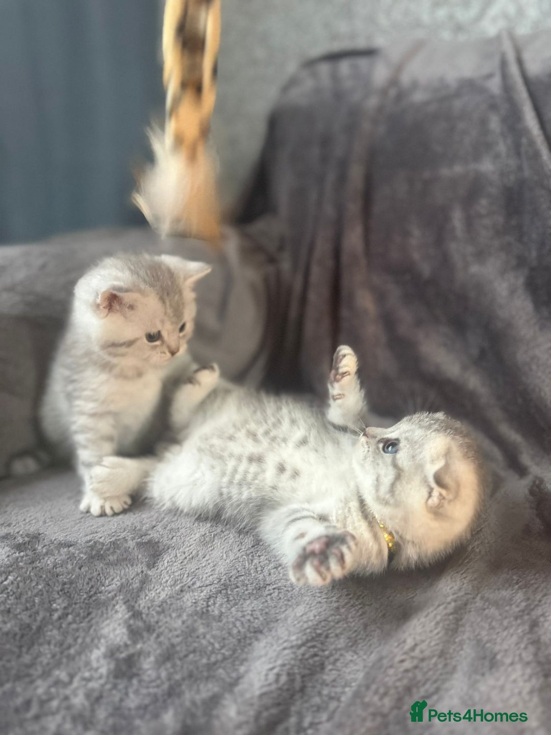 Scottish Fold cats for sale: Adorable Scottish fold silver kittens  - Image 1