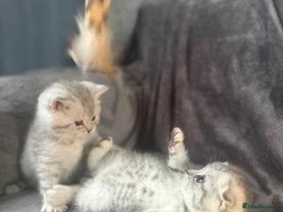 Scottish Fold cats - Advert 3