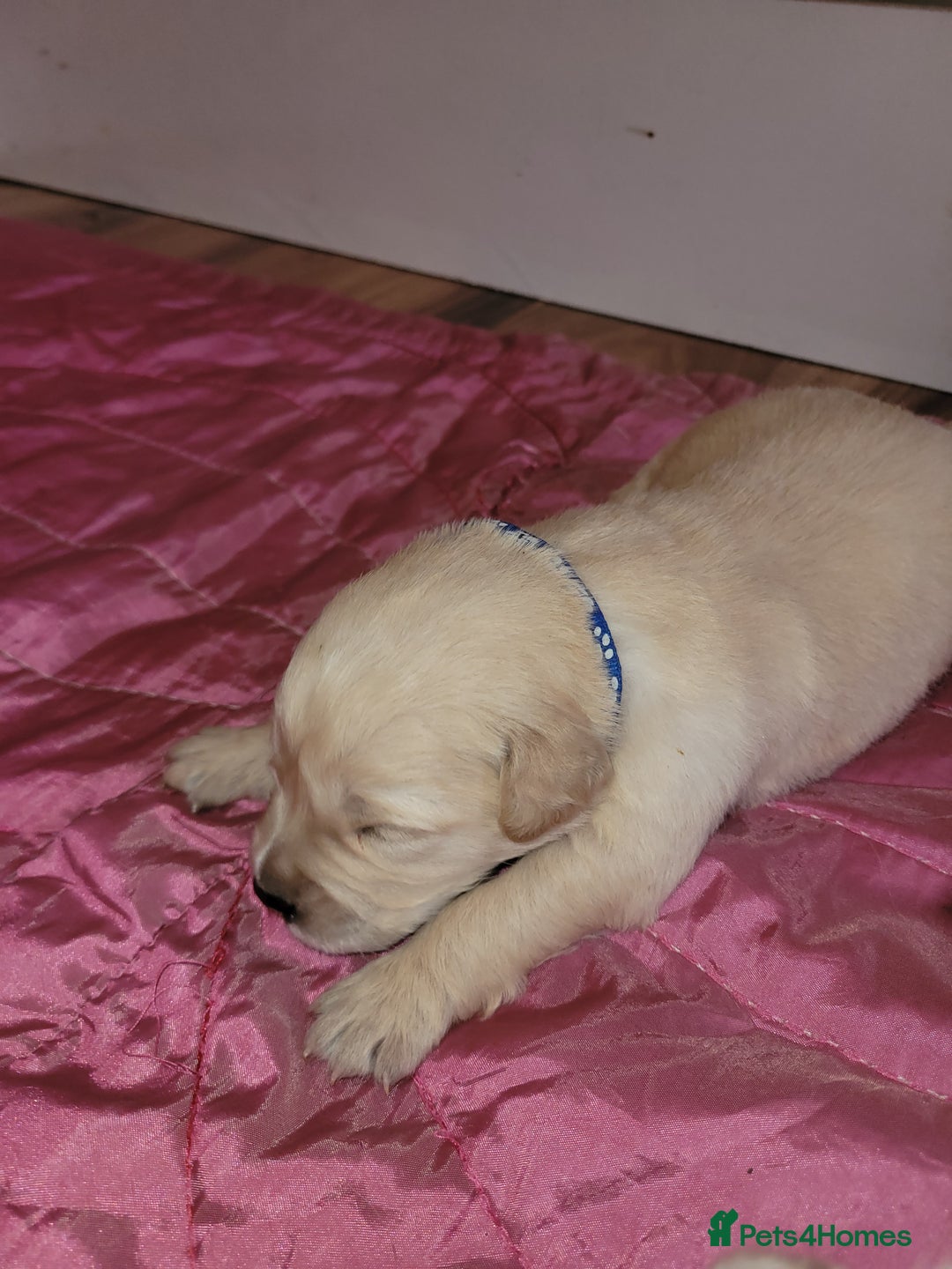 Golden Retriever dogs for sale: Golden Retriever - Advert 6