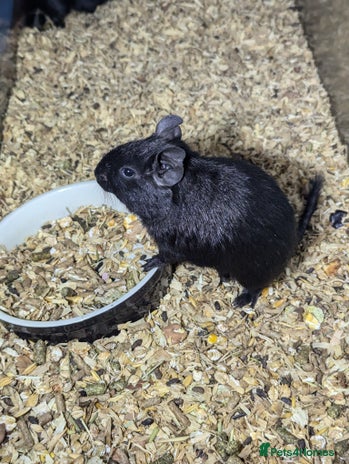 Degus rodents in Dudley - Advert 12