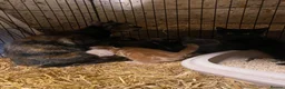 Mixed Breed cats for sale: Fantastic Farm Kittens  - Advert 1
