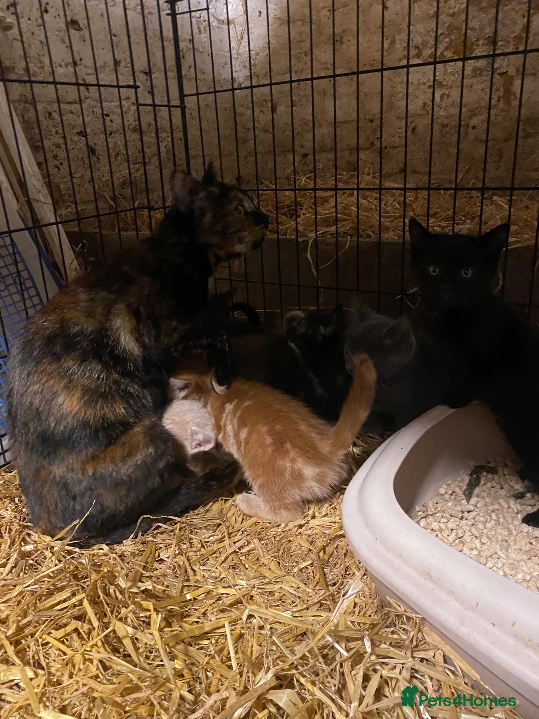 Mixed Breed cats for sale: Fantastic Farm Kittens  - Advert 1