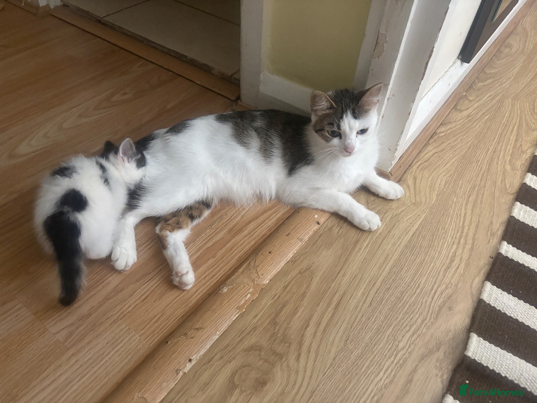 Mixed Breed cats Cats for sale  - Advert 3
