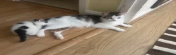 Mixed Breed cats for sale: Cats for sale  - Advert 1