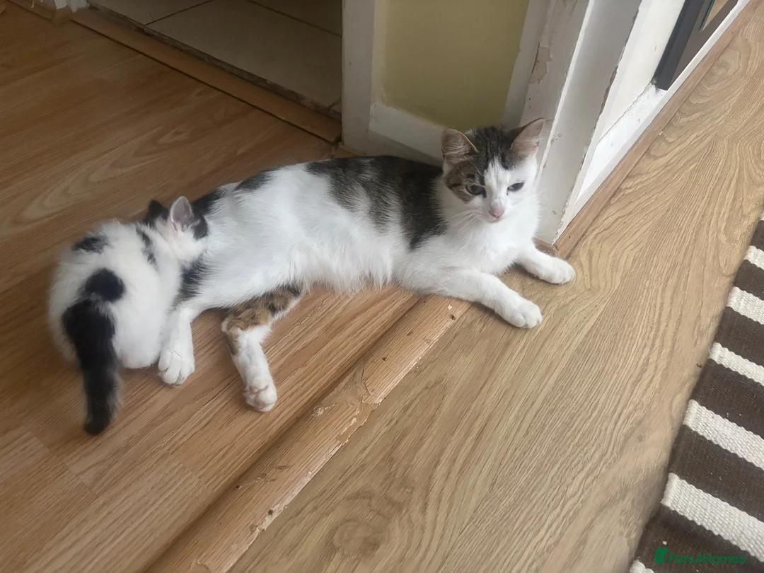 Mixed Breed cats for sale: Cats for sale  - Advert 1