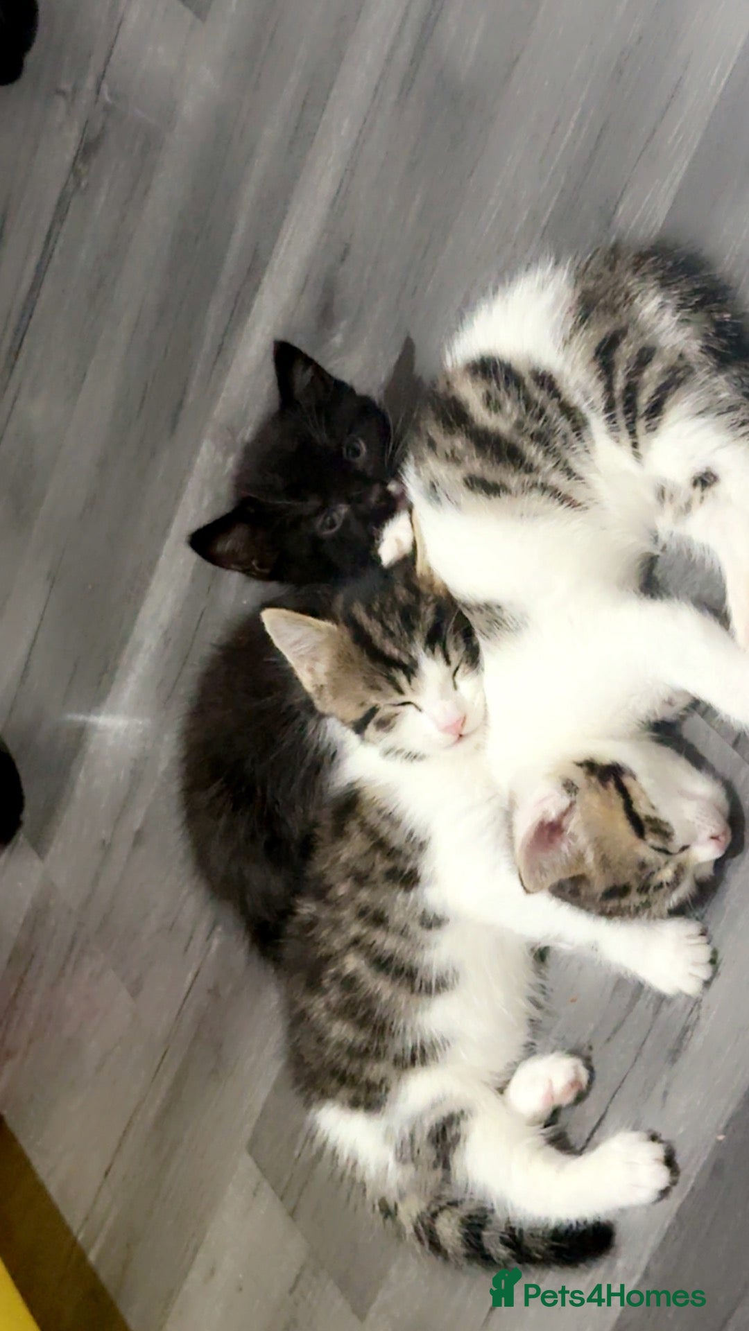 Mixed Breed cats 4 Adorable Kittens Looking for Their Forever Home! - Advert 2