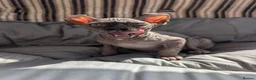 Sphynx cats for sale: Ready for reservation  - Advert 1