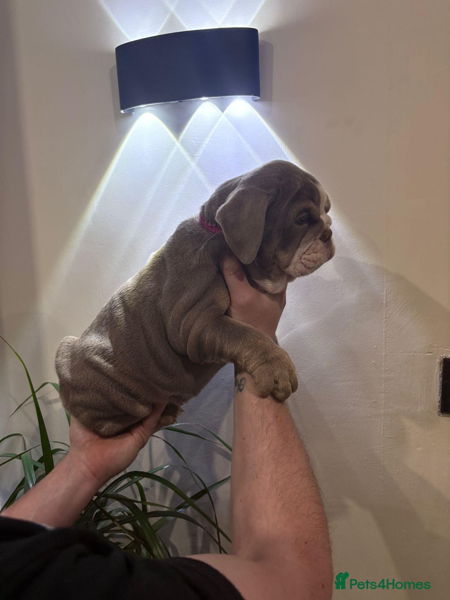 English Bulldog dogs Last female!!! English Bulldogs puppies - Advert 2
