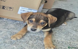 Mixed Breed dogs for adoption: Hound mix sweet Archie for adoption  - Advert 8