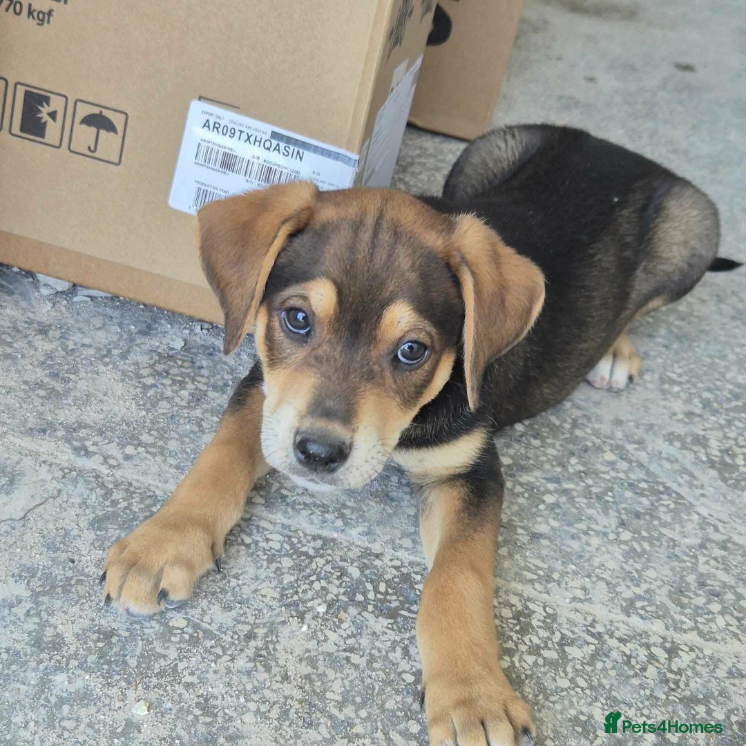 Mixed Breed dogs for adoption: Hound mix sweet Archie for adoption  - Advert 8