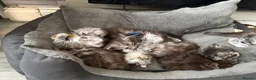 Maine Coon cats for sale: Beautiful registered babies - Advert 9