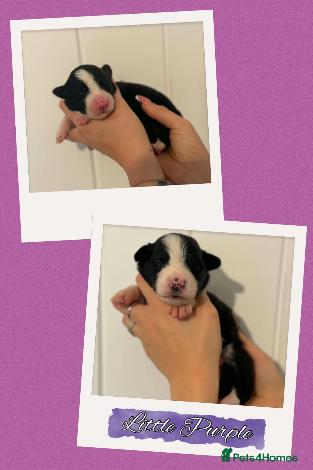 Border Collie dogs for sale: 7 Beautiful chunky border collies - Advert 2
