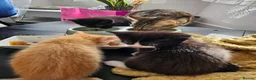 British Longhair cats for sale: Longhaired and shorthaired ginger, black, b & w - Advert 24
