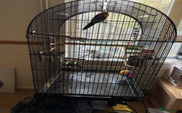 Conures birds for sale: Sun Conure - Advert 2