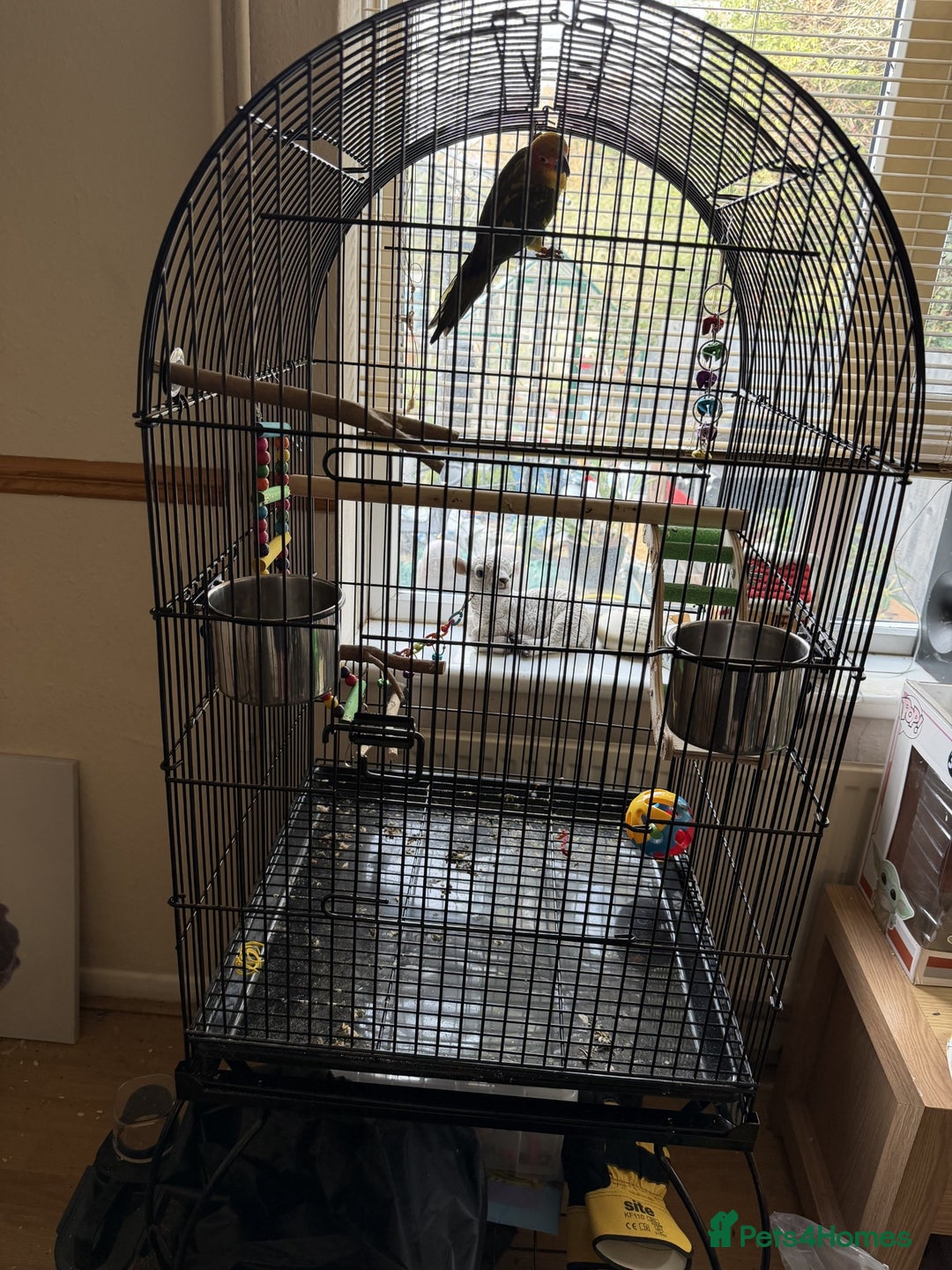 Conures birds for sale: Sun Conure - Advert 2