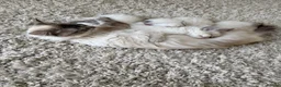 Ragdoll cats for sale: Purebred Ragdoll Kittens in Lytham Saint Annes - Advert 5