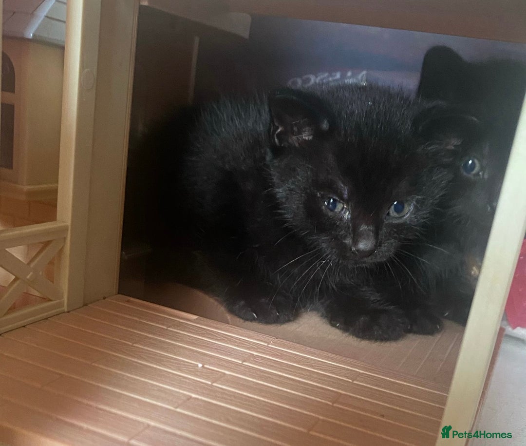 Domestic Shorthair cats for sale: Beautiful black kittens  - Image 1