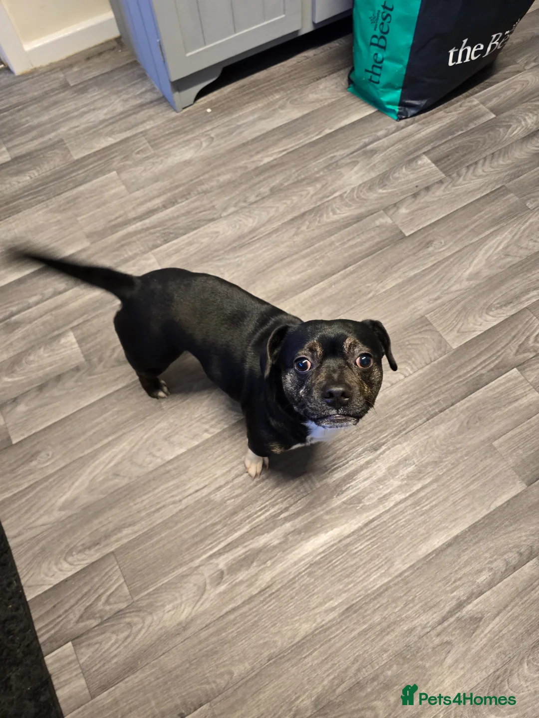 Mixed Breed dogs for sale: Beautiful fraffy 3 years old  - Advert 2