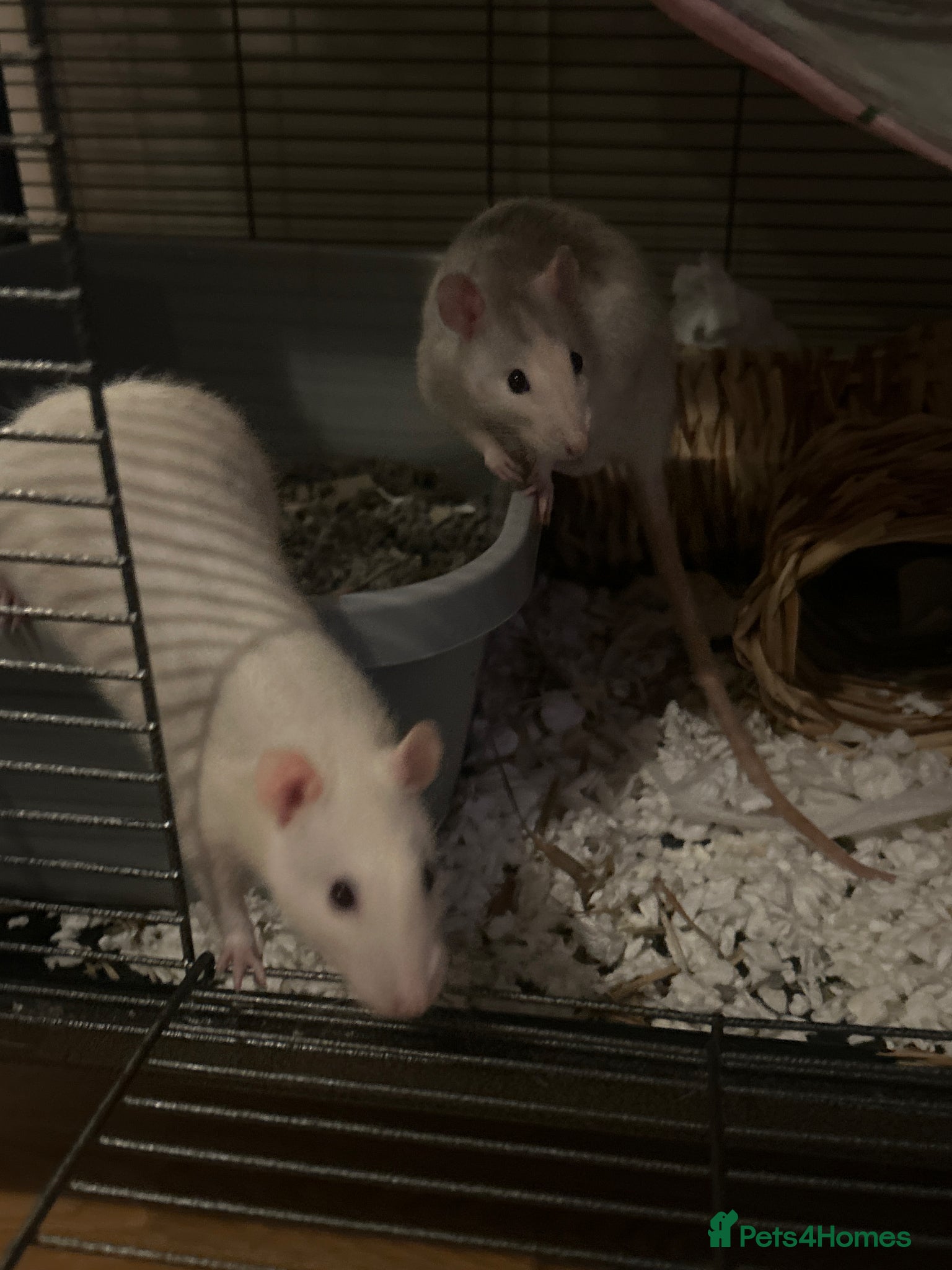 Rat rodents for sale: 3 female rats cage and accessories  in Exeter - Advert 2