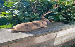 Mixed Breed rabbits for sale: Rabbits for sale  - Image 3