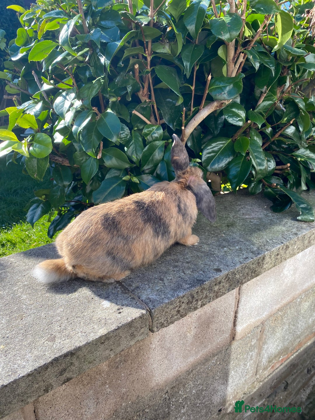 Mixed Breed rabbits for sale: Rabbits for sale  - Image 3