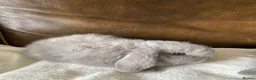 Mini Lop rabbits for sale: 2 Beautiful Female Mini Lops - Advert 5