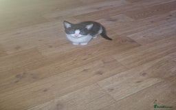 Mixed Breed cats for sale: 1 beautiful kitten - Image 1