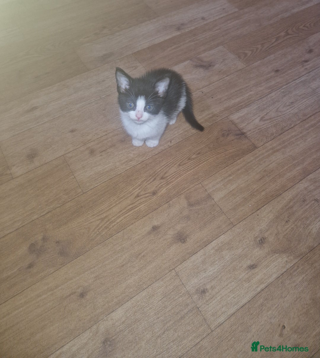 Mixed Breed cats for sale: 1 beautiful kitten - Image 1