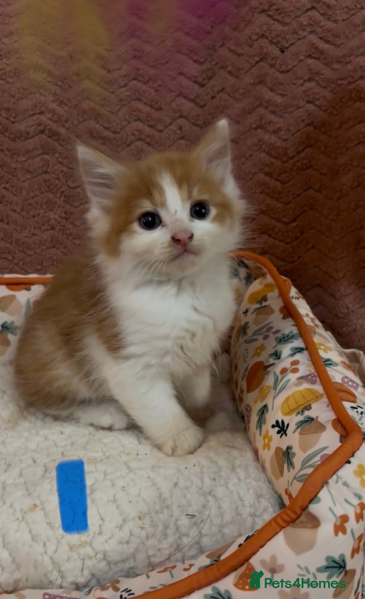 Mixed Breed cats for sale: 8 beautiful kittens ready for loving homes  - Advert 2
