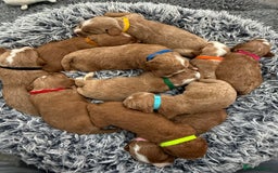 Australian Labradoodle dogs for sale: Australian Labradoodle Pups  - Image 12