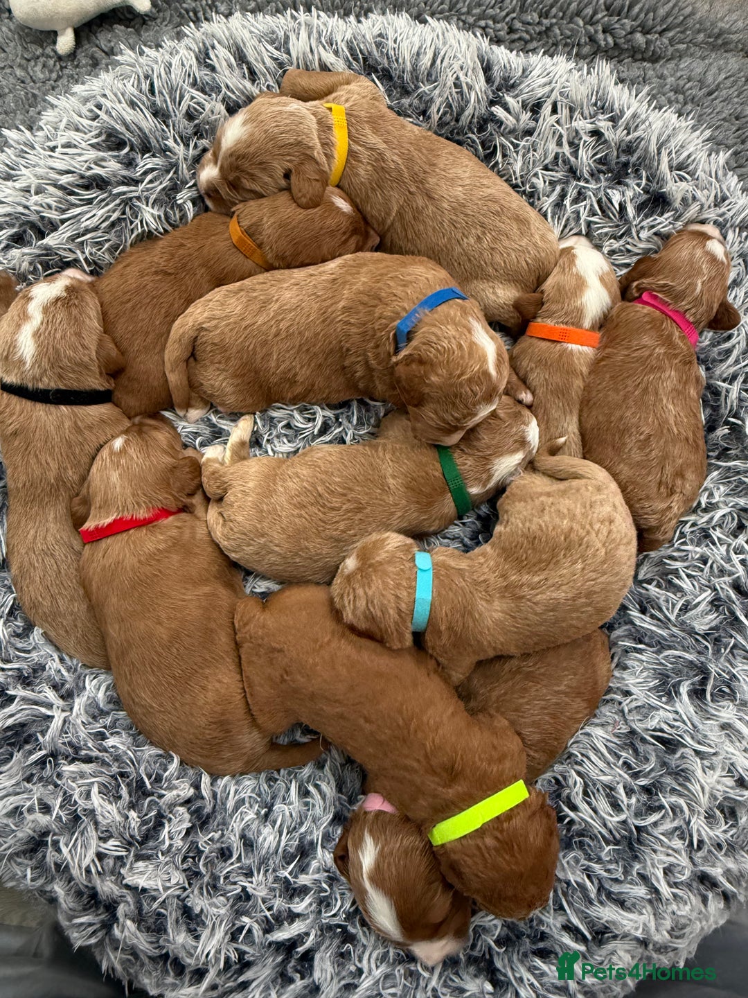 Australian Labradoodle dogs for sale: Australian Labradoodle Pups  - Image 12