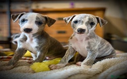 Whippet dogs for sale: Show Quality Blue Brindle KC Registered Whippets - Image 3