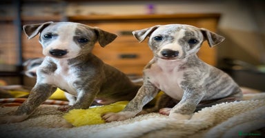 Whippet dogs - Advert 12