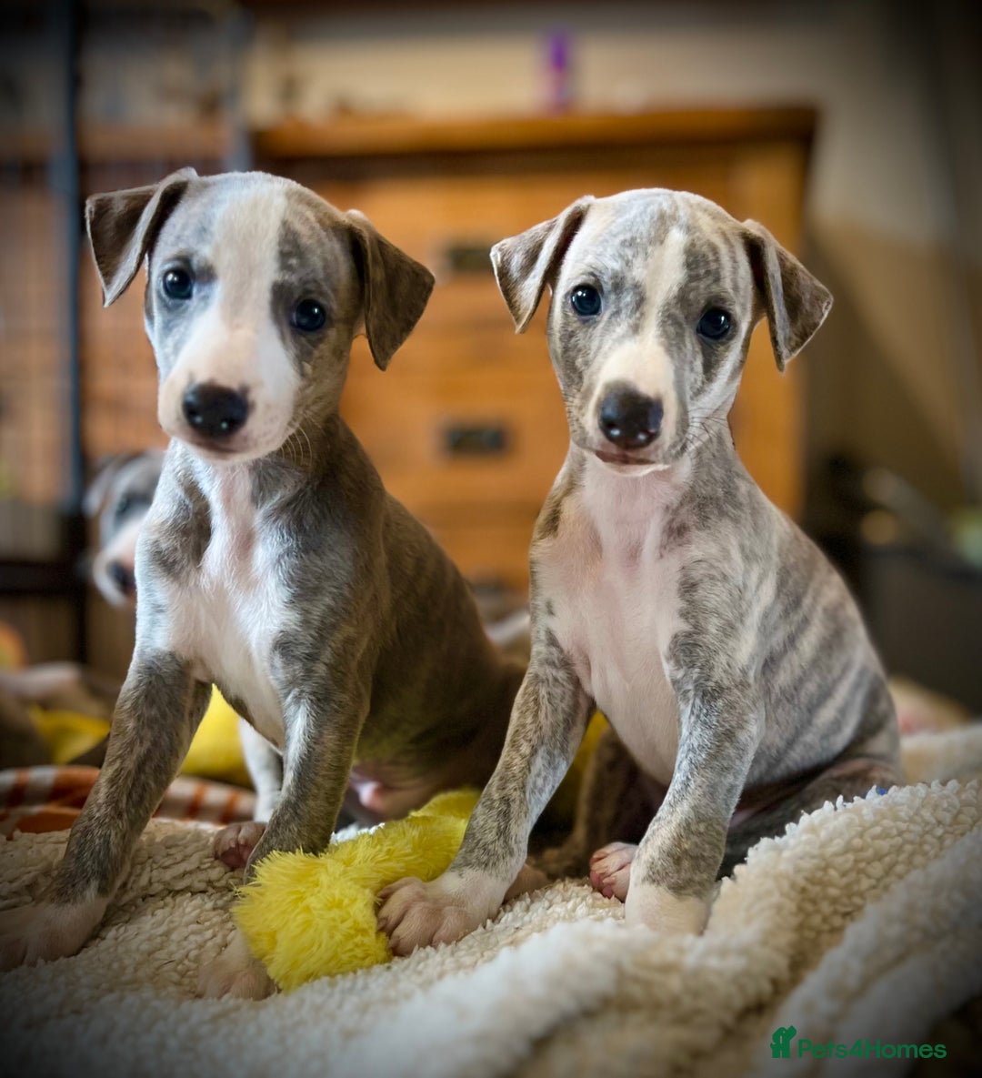 Whippet dogs for sale: Show Quality Blue Brindle KC Registered Whippets - Image 3