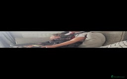 Mixed Breed cats for sale: 07759 033951 1 tabby girl  - Image 7