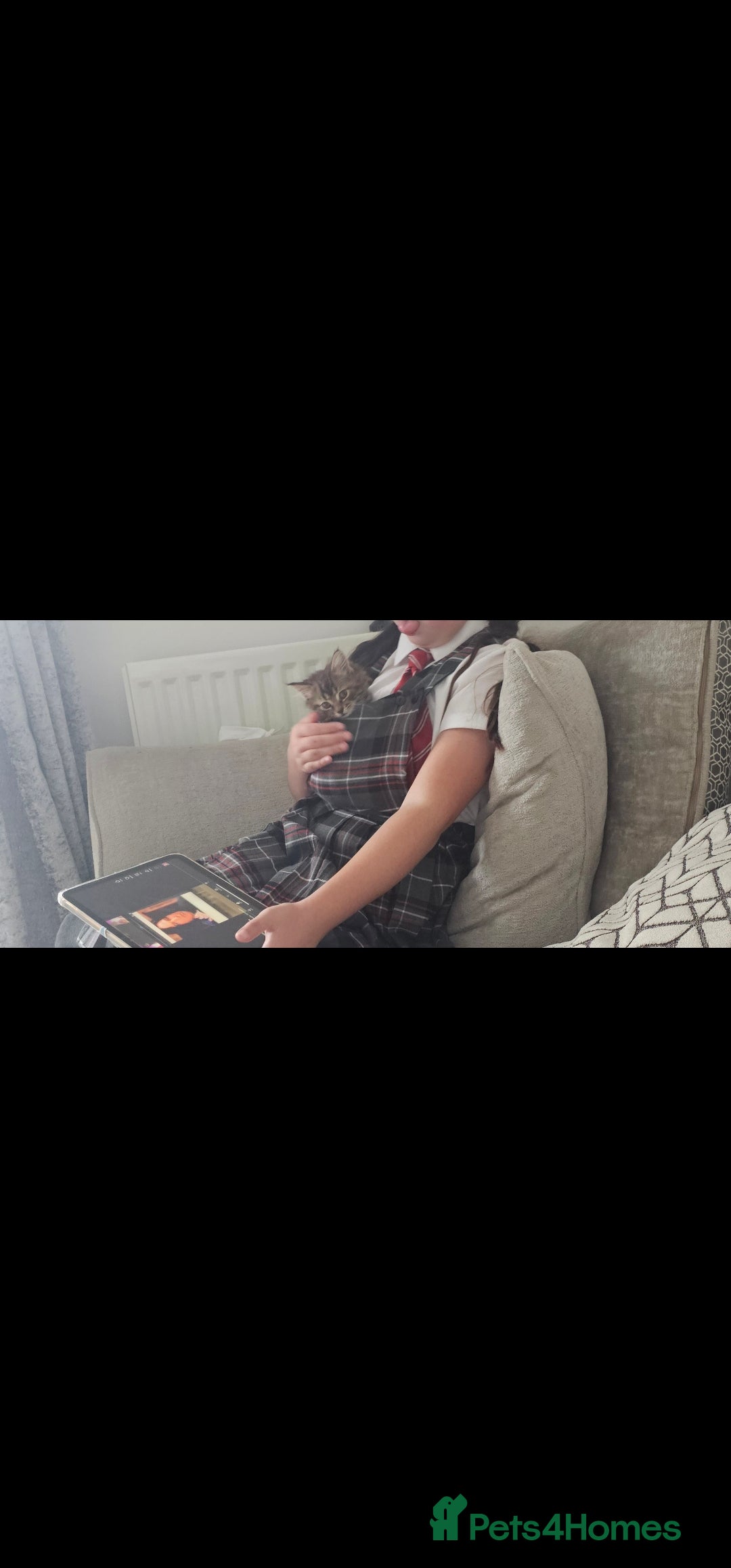 Mixed Breed cats for sale: 07759 033951 1 tabby girl  - Image 7