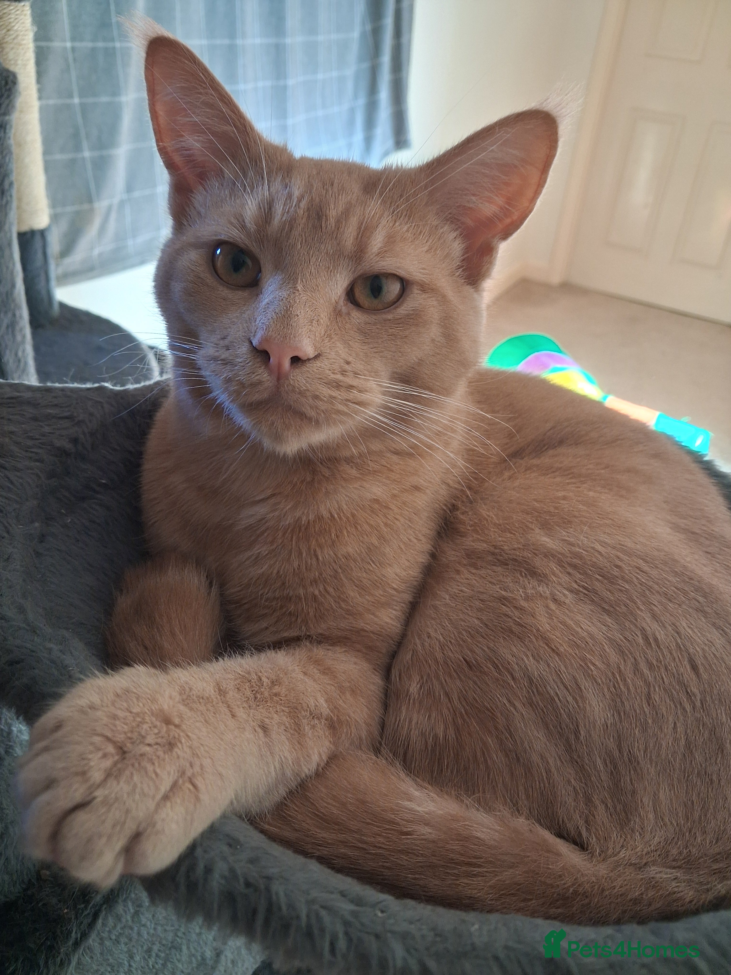 Mixed Breed cats Beautiful,playful maine coon cross kitten for sale - Advert 2