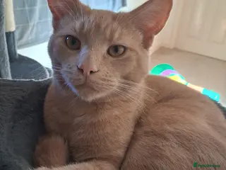 Mixed Breed cats Beautiful,playful maine coon cross kitten for sale - Advert 2