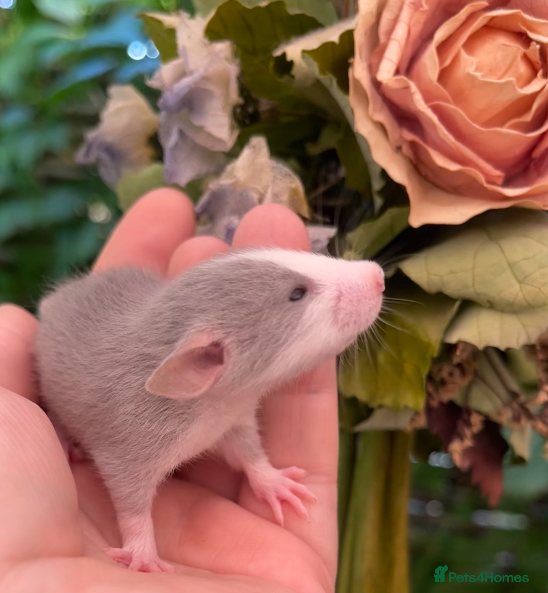 Rat rodents Absolutely gorgeous & friendly baby rats! - Advert 2