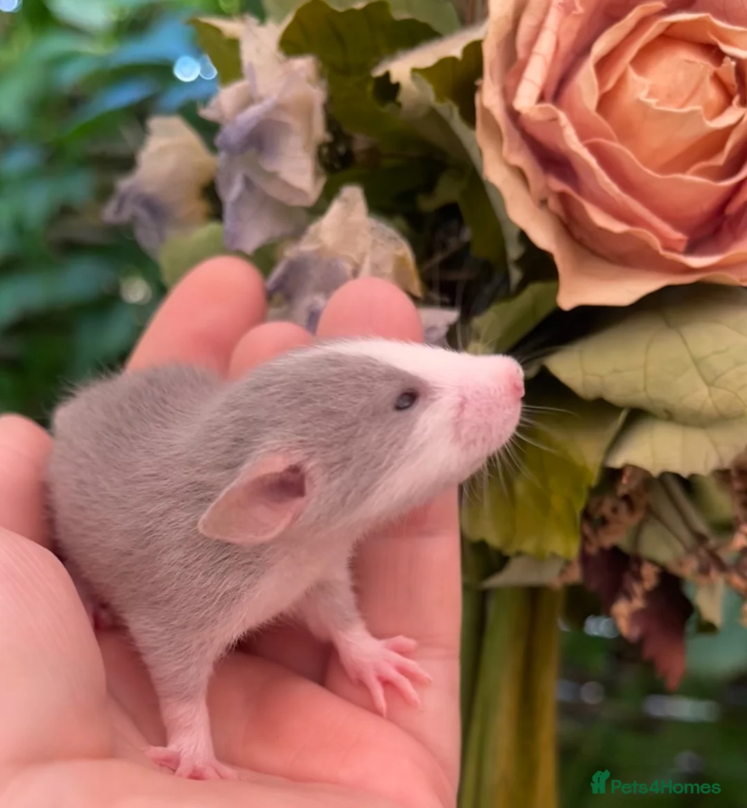 Rat rodents for sale: Absolutely gorgeous & friendly baby rats! - Advert 2