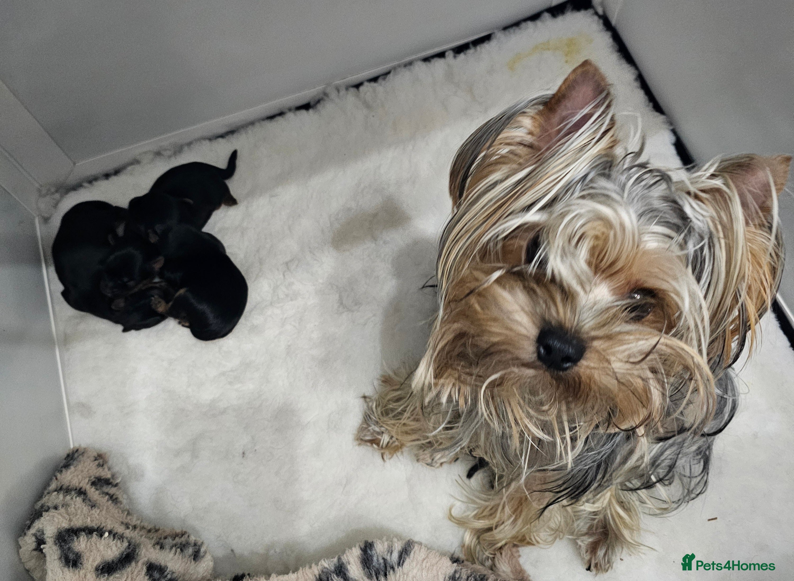 Yorkshire Terrier dogs Beautiful Quality Yorkshire Terrier Litter  - Advert 2