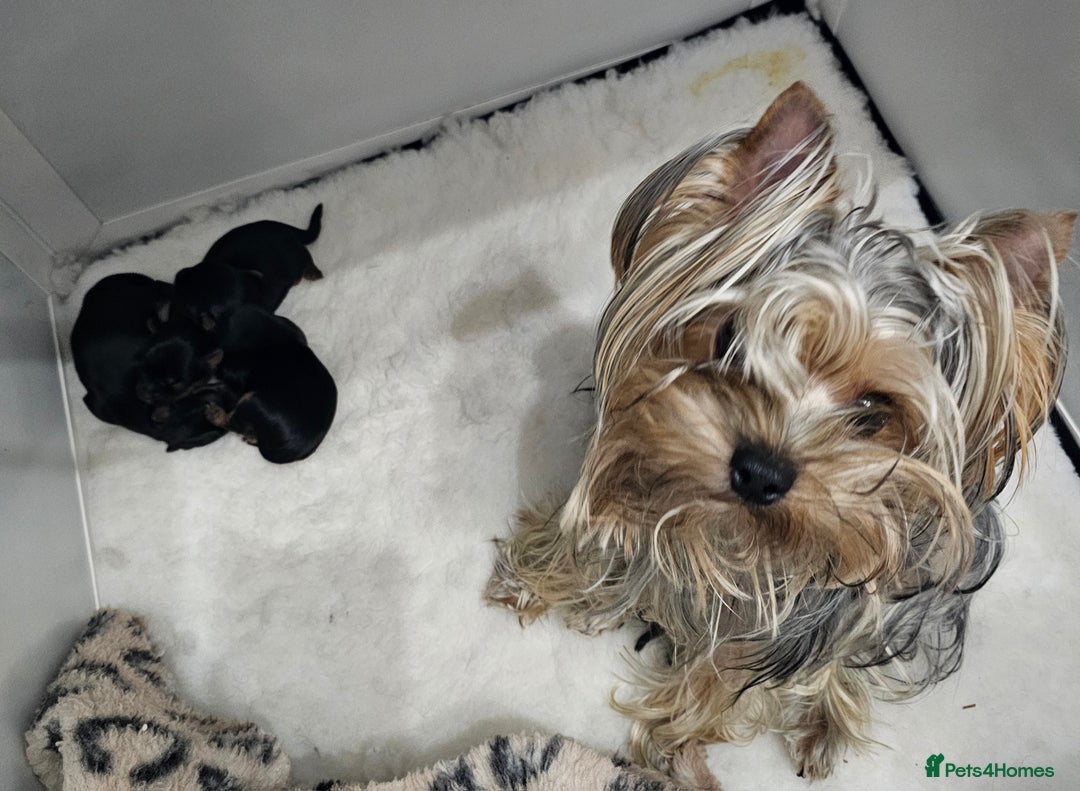 Yorkshire Terrier dogs for sale: Beautiful Quality Yorkshire Terrier Litter  - Advert 2