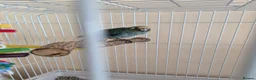 Parrots birds for sale: Blue male kakariki, cage available at cost. - Advert 4