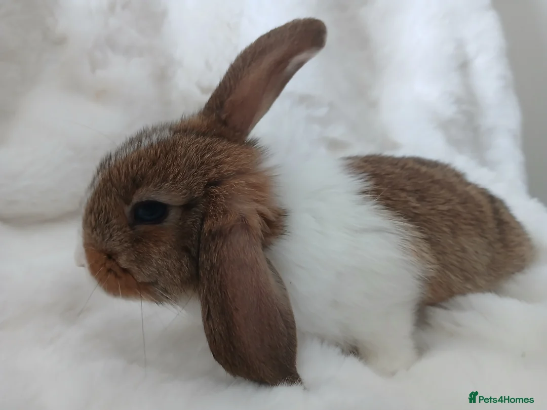 Mini Lop rabbits for sale: Baby Rabbits Mixed Litter Grey Brown Lop Eared - Advert 23