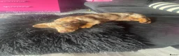 Miniature Dachshund dogs for sale: KC Gorgeous Boy - Advert 6