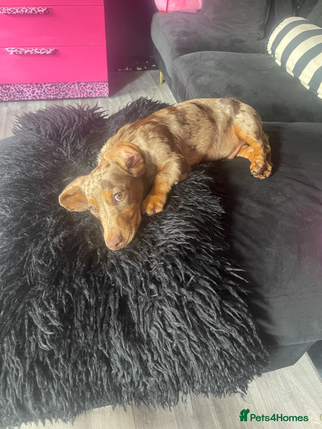 Miniature Dachshund dogs for sale: KC Gorgeous Boy - Advert 6