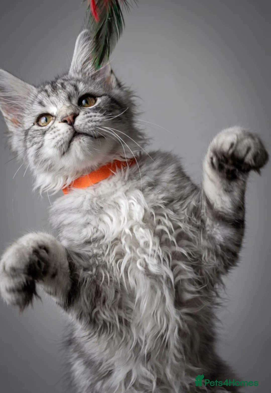 Maine Coon cats for sale: READY TO LEAVE Outstanding Maine coon kittens  - Advert 2
