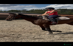 Irish Sports horses for sale: Teens horse / mother / daughter share - Image 15