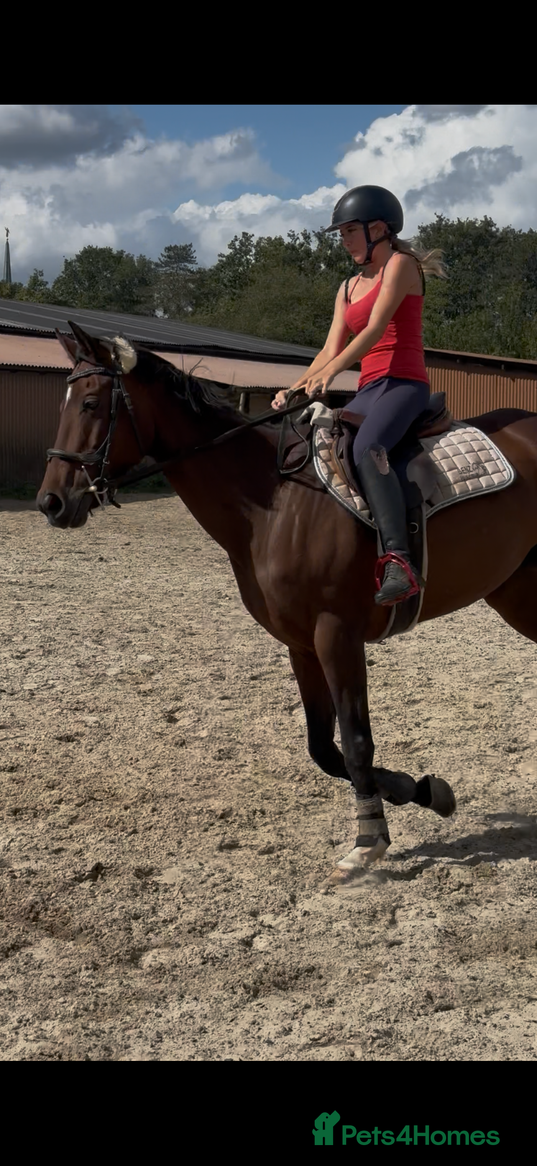 Irish Sports horses for sale: Teens horse / mother / daughter share - Image 15