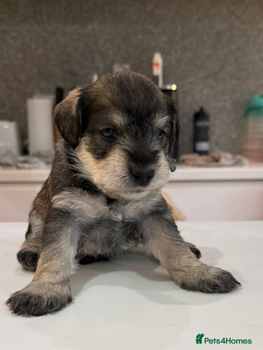 Miniature Schnauzer dogs for sale: Beautiful KC Registered Miniature Schnauzer - Advert 7